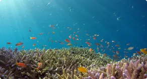 海底珊瑚里有許多小魚